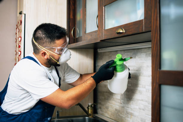 Best Termite Control Services  in Sierra Madre, CA
