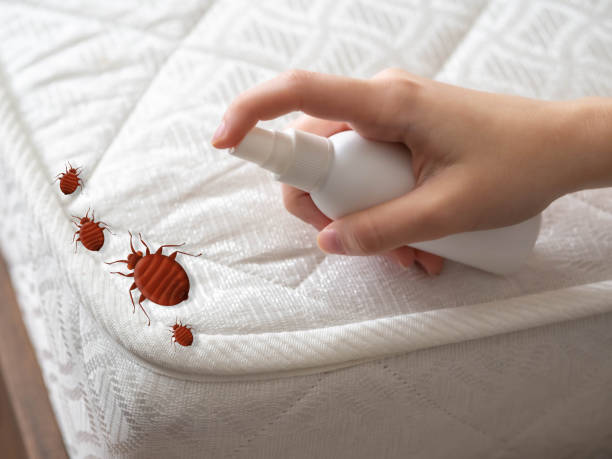 Best Flea Control Services  in Sierra Madre, CA